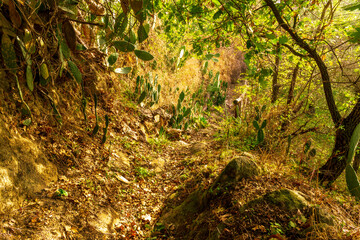 rustic trail in mountains with green grass and bushes, rural path to mountains in autumn