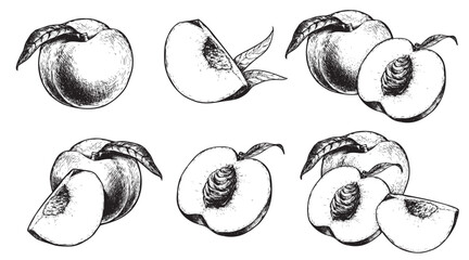 Peach set. Hand drawn sketch style summer fruit drawings collection. Best for package and market designs. Vector illustrations.