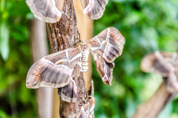 Close up of night butterfly Samia Ricini