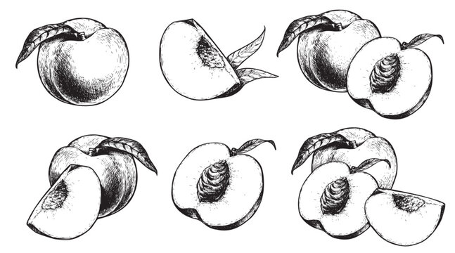 Peach set. Hand drawn sketch style summer fruit drawings collection. Best for package and market designs. Vector illustrations.