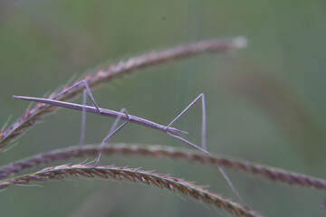 Insect