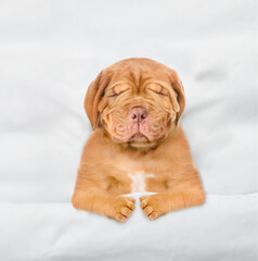 Unhappy Mastiff puppy sleeping under white blanket on a bed at home before bedtime. Top down view