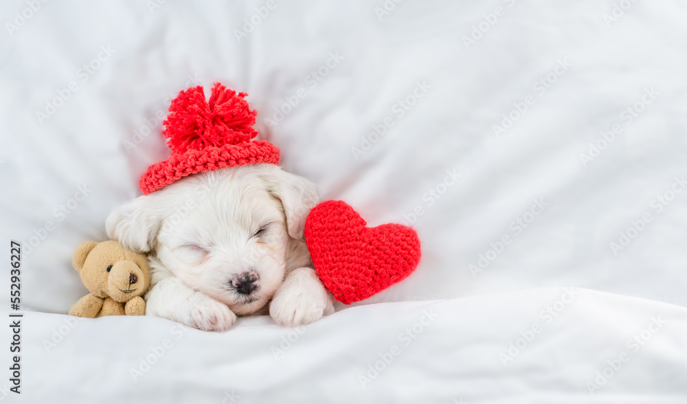 Aufkleber tiny bichon frise puppy wearing tiny warm hat sleeps under white blanket on a bed at home with favor