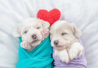 Two tiny Bichon Frise puppies wrapped like a babies sleep on a bed at home with red heart. Top down view
