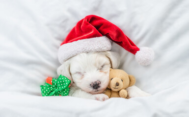 Cute Bichon Frise puppy wearing red santa hat sleeps with toy bear and gift box under white blanket at home. Top down view