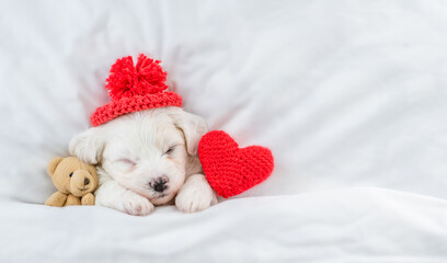 Tiny Bichon Frise puppy wearing tiny warm hat sleeps under  white blanket on a bed at home with...