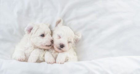 Two tiny Bichon Frise puppy lying under  white blanket on a bed at home. Top down view