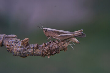 grasshopper