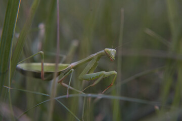 Mantis