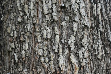 Fototapeta premium photo of bark of large trees