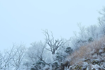 雪と木のシルエット