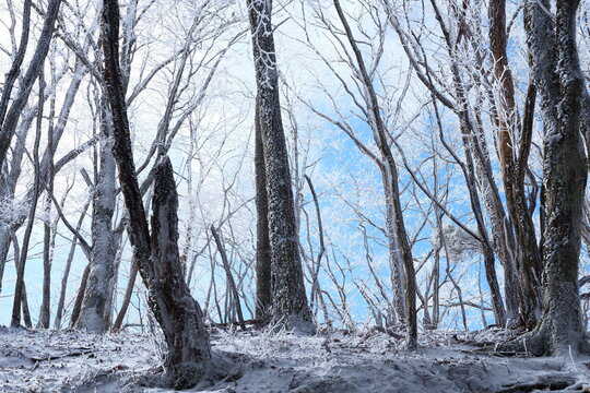 雪と生きていく山