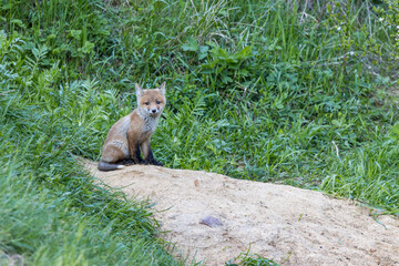 Vulpes vulpes, Red fox