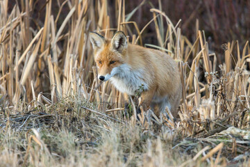 Vulpes vulpes, Red fox