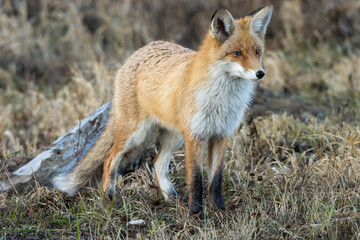Vulpes vulpes, Red fox