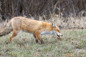 Vulpes vulpes, Red fox