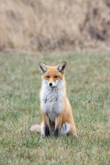 Vulpes vulpes, Red fox