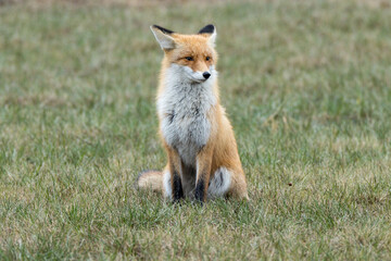 Vulpes vulpes, Red fox