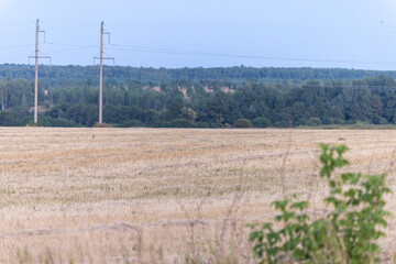 Vulpes vulpes, Red fox