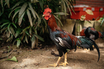 A fighting rooster walks on the street among exotic greenery.