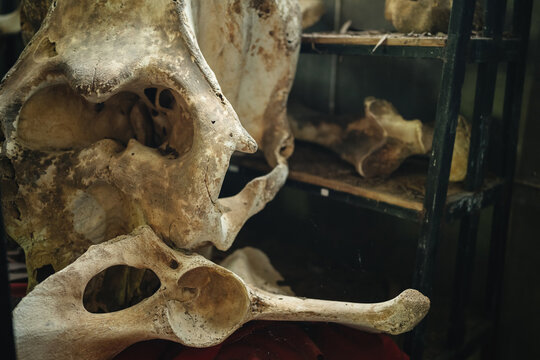 The bones of the spine and skull of an elephant are on the shelves inside. Rare bones of dead animals.