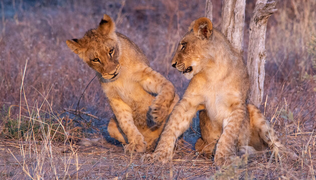 Two African lion cubs interacting with each other in the wild