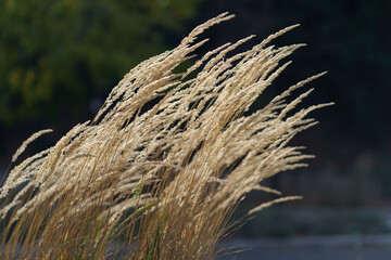 Twigs of decorative golden reed close-up on background of blurred trees growing in park. Fluffy plant with grass with yellowed seeds on top in autumn weather grows in natural botanical garden 