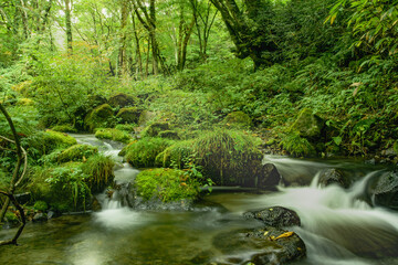 Obraz premium 鳥取県・朝の木谷沢渓流散策 