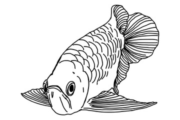 Animal - Orange Arowana Fish Line Art Vector - obrazy, fototapety, plakaty