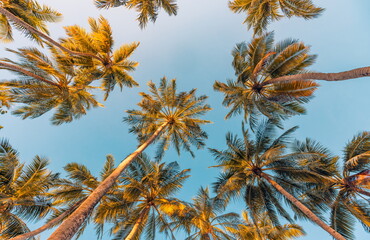 Fototapeta na wymiar Summer beach vacation. Inspiration moody tropical palm trees with sunlight on sky background. Outdoor sunset exotic foliage closeup nature landscape. Coconut palm trees and shining sun over bright sky