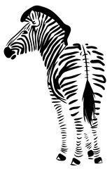 Fototapeta na wymiar Standing zebra line illustration