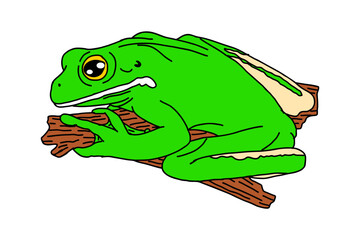 White-lipped tree frog