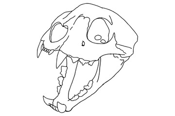 Lion skull