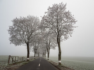 road with hoarfrost trees in the fog