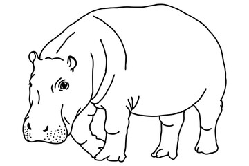Big hippopotamus