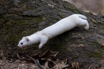 Mustela nivalis, Least weasel