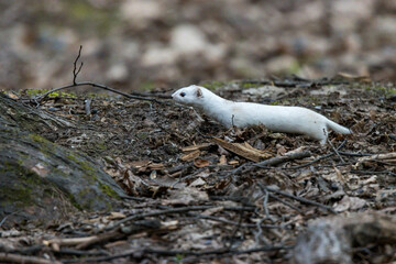 Mustela nivalis, Least weasel