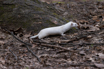 Mustela nivalis, Least weasel