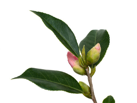 侘助椿」の写真素材 | 189件の無料イラスト画像 | Adobe Stock