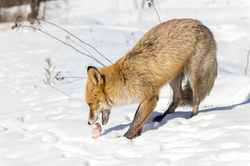 Fototapeta premium Vulpes vulpes, Red fox