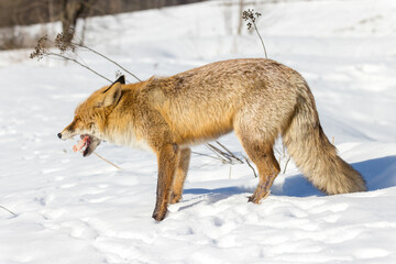 Vulpes vulpes, Red fox