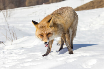 Obraz premium Vulpes vulpes, Red fox