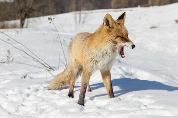 Fototapeta premium Vulpes vulpes, Red fox