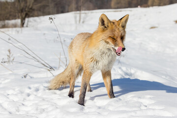 Vulpes vulpes, Red fox