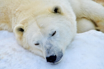 polar bear in the snow