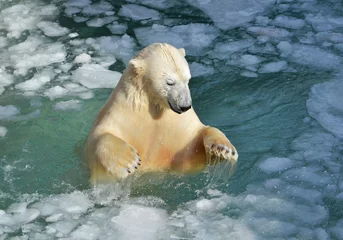 Fotobehang polar bear in water © elizalebedewa