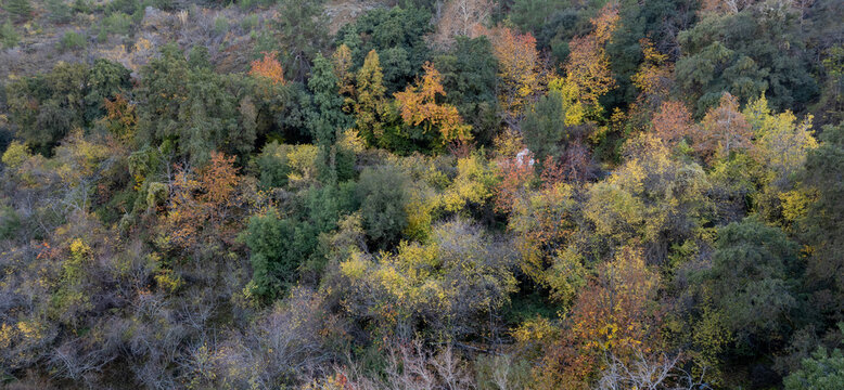 Drone aerial panoramic scenery of forest in mountain in autumn . Idyllic landscape fall season. Troodos cyprus