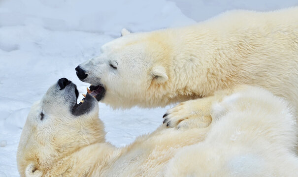 polar bear 