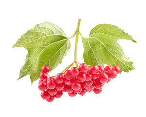 red viburnum on a white background