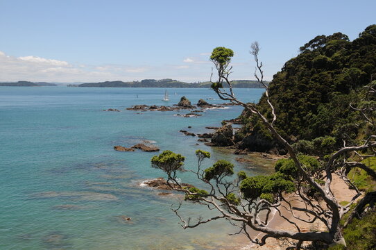 beach with trees, new zealand